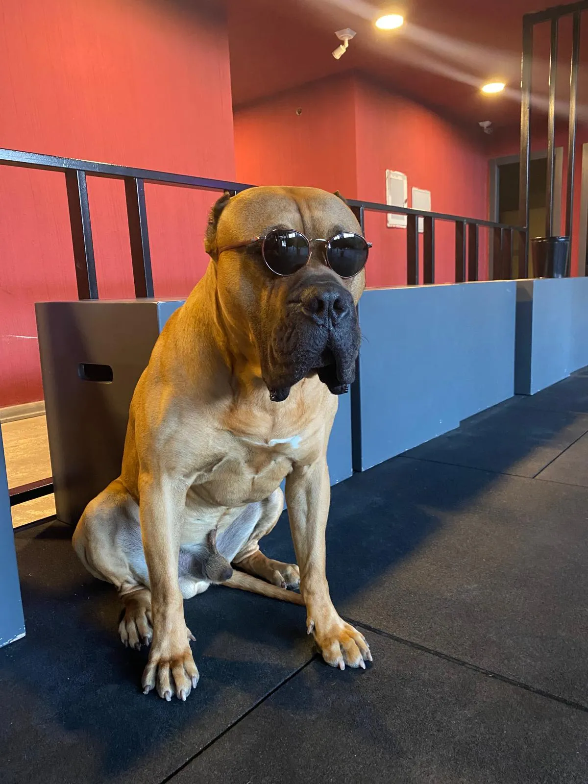 CrossFit Backstreet Oran maskot